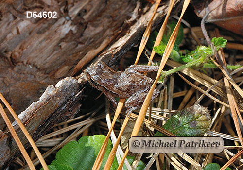 Pine Woods Treefrog (Hyla femoralis)